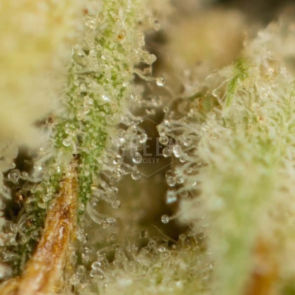 BC-Rockstar-Strain-Macro-600x600-1.jpg