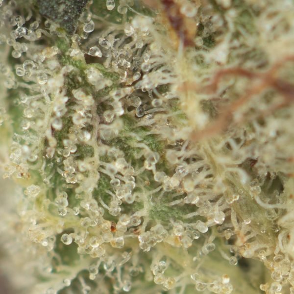 Jedi-Kush-Macro-600x600-1.jpg
