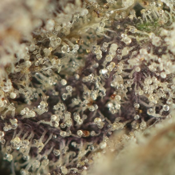 Tuna-Kush-Macro-Shot-600x600-1.jpg